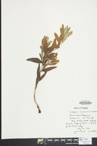 Lithospermum canescens image