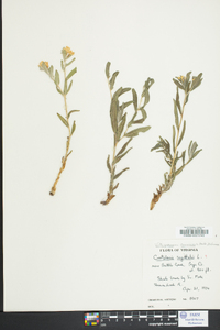 Lithospermum canescens image