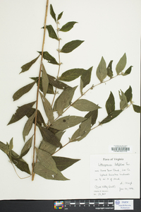 Lithospermum latifolium image