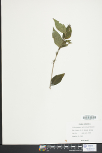 Lithospermum latifolium image