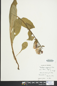 Mertensia virginica image