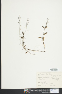 Myosotis laxa image