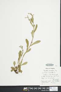 Myosotis macrosperma image