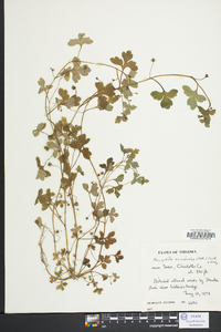 Nemophila aphylla image