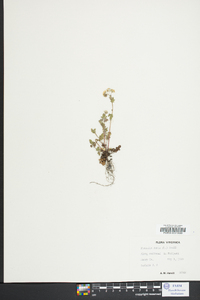 Phacelia dubia image