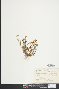 Phacelia dubia image