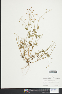 Phacelia dubia image