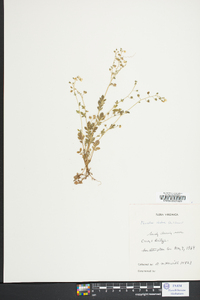 Phacelia dubia image