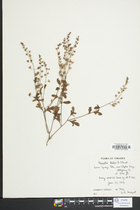 Phacelia dubia image