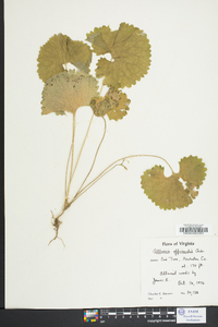 Alliaria petiolata image