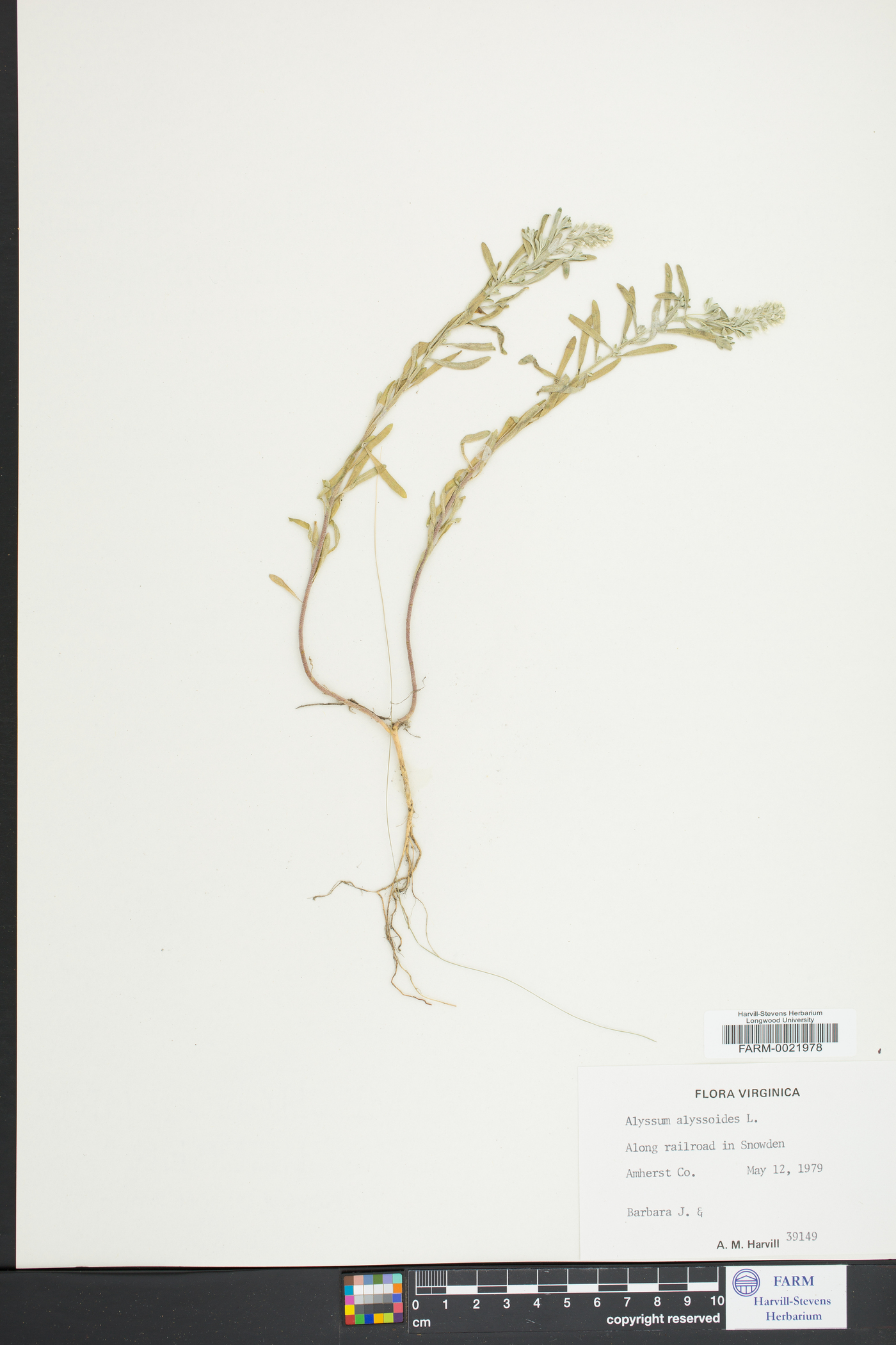 Alyssum alyssoides image