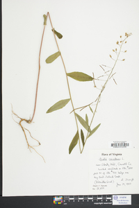 Borodinia canadensis image