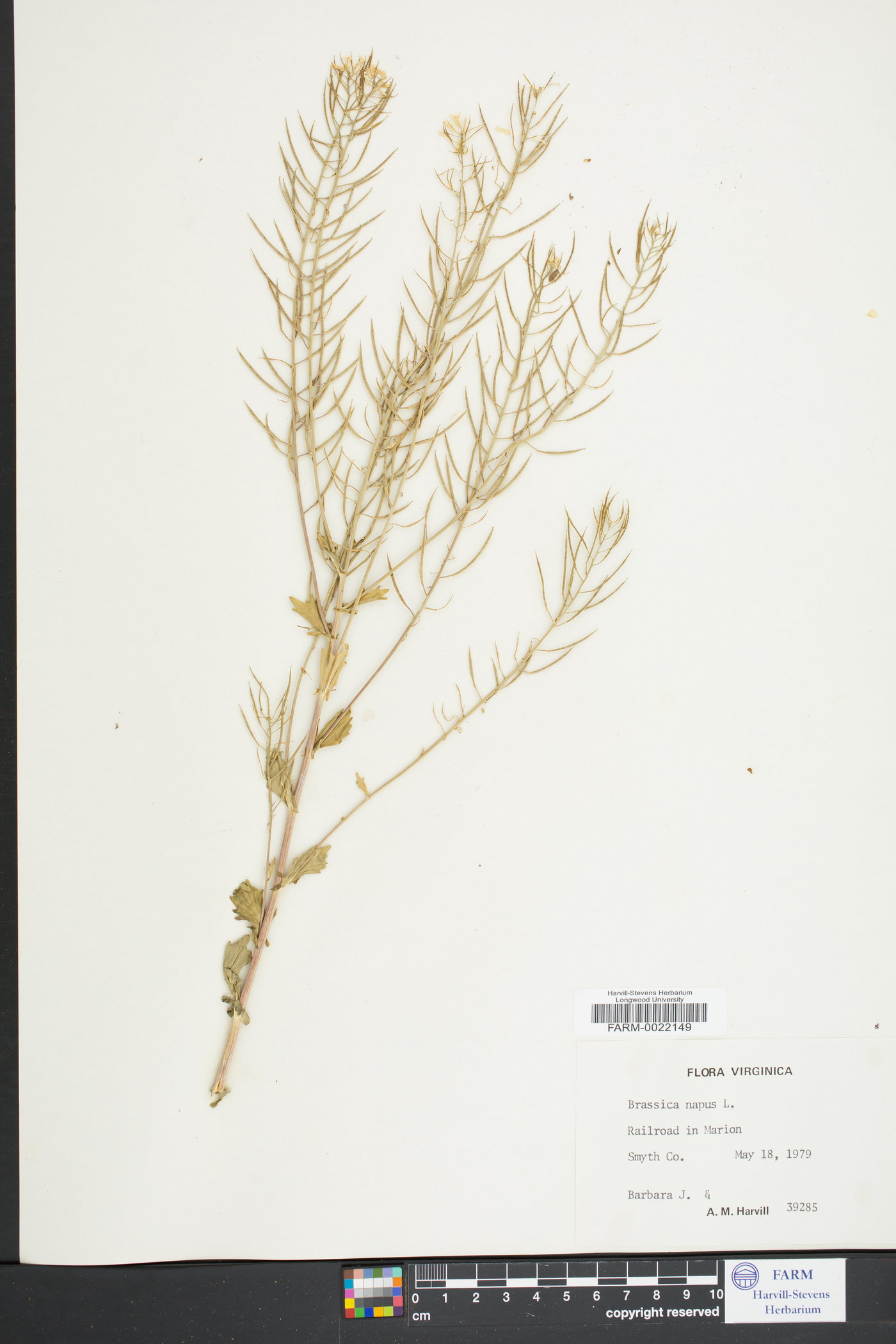Brassica napus image
