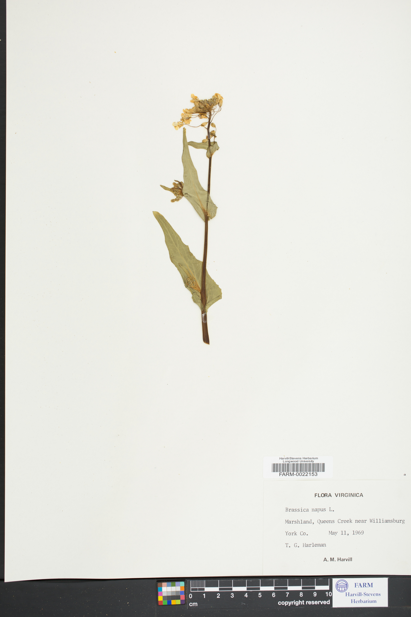 Brassica napus image