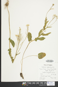 Cardamine bulbosa image