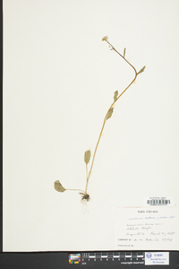 Cardamine bulbosa image