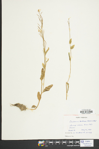 Cardamine bulbosa image