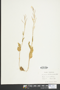 Cardamine bulbosa image