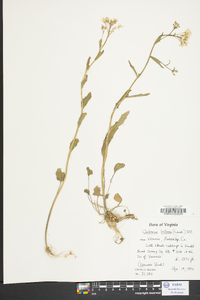 Cardamine bulbosa image