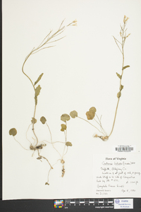 Cardamine bulbosa image