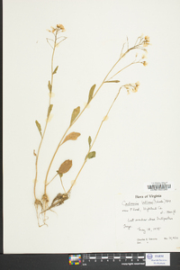 Cardamine bulbosa image