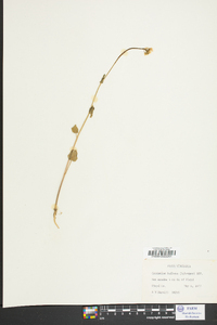 Cardamine bulbosa image