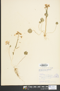 Cardamine douglassii image