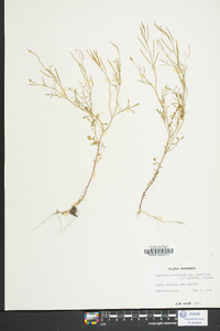 Cardamine parviflora image