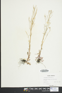 Cardamine parviflora image