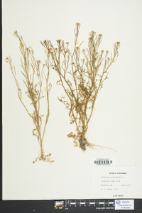 Cardamine parviflora image