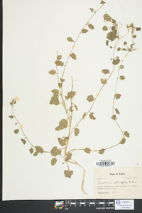 Cardamine rotundifolia image