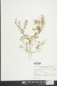 Lepidium didymum image