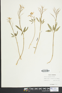 Cardamine diphylla image