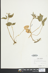 Cardamine diphylla image