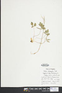 Cardamine angustata image