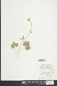 Cardamine angustata image