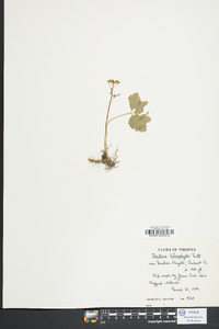 Cardamine angustata image