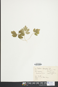 Cardamine angustata image