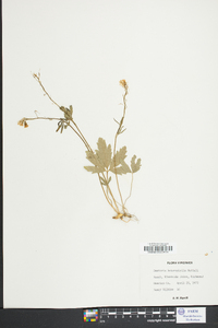 Cardamine angustata image