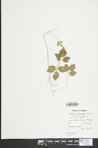 Cardamine angustata image