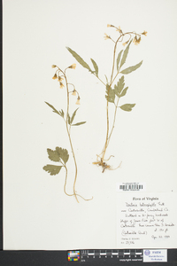 Cardamine angustata image