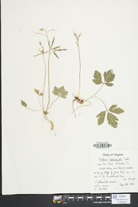 Cardamine angustata image