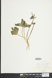 Cardamine angustata image