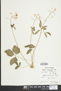 Cardamine angustata image