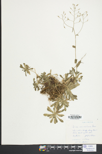 Draba ramosissima image