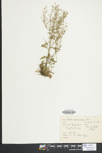 Draba ramosissima image