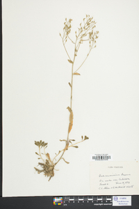 Draba ramosissima image