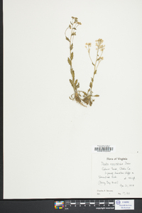 Draba ramosissima image