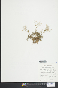 Draba ramosissima image