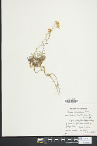 Draba ramosissima image